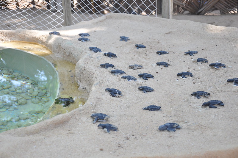 Tartarugas recém-nascidas do Projeto Tamar na Praia do Forte