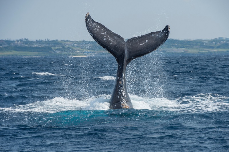 Observar baleias jubarte
